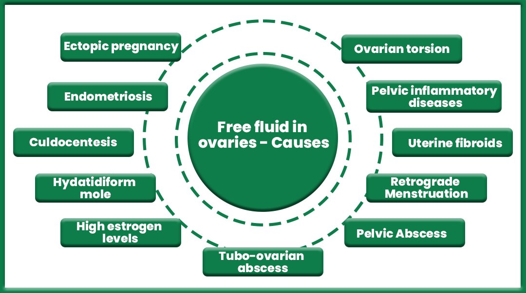 Free Fluid in Follicular Study: Is It Normal? 11 Causes Explained Free Fluid in Follicular Study: Is It Normal? 11 Causes Explained