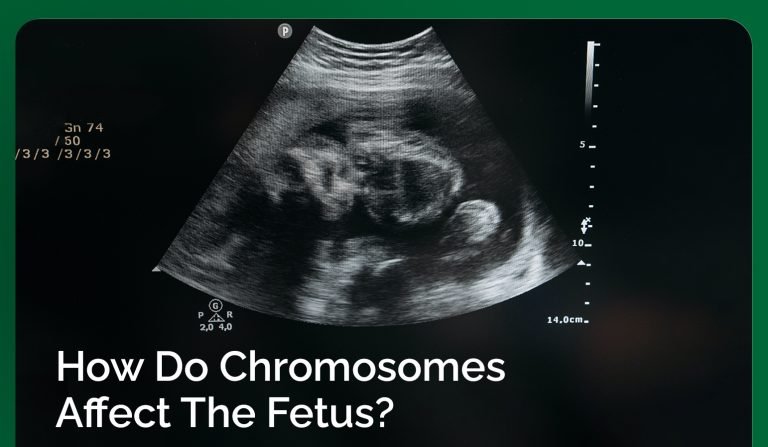 How Do Chromosomes Affect The Fetus?