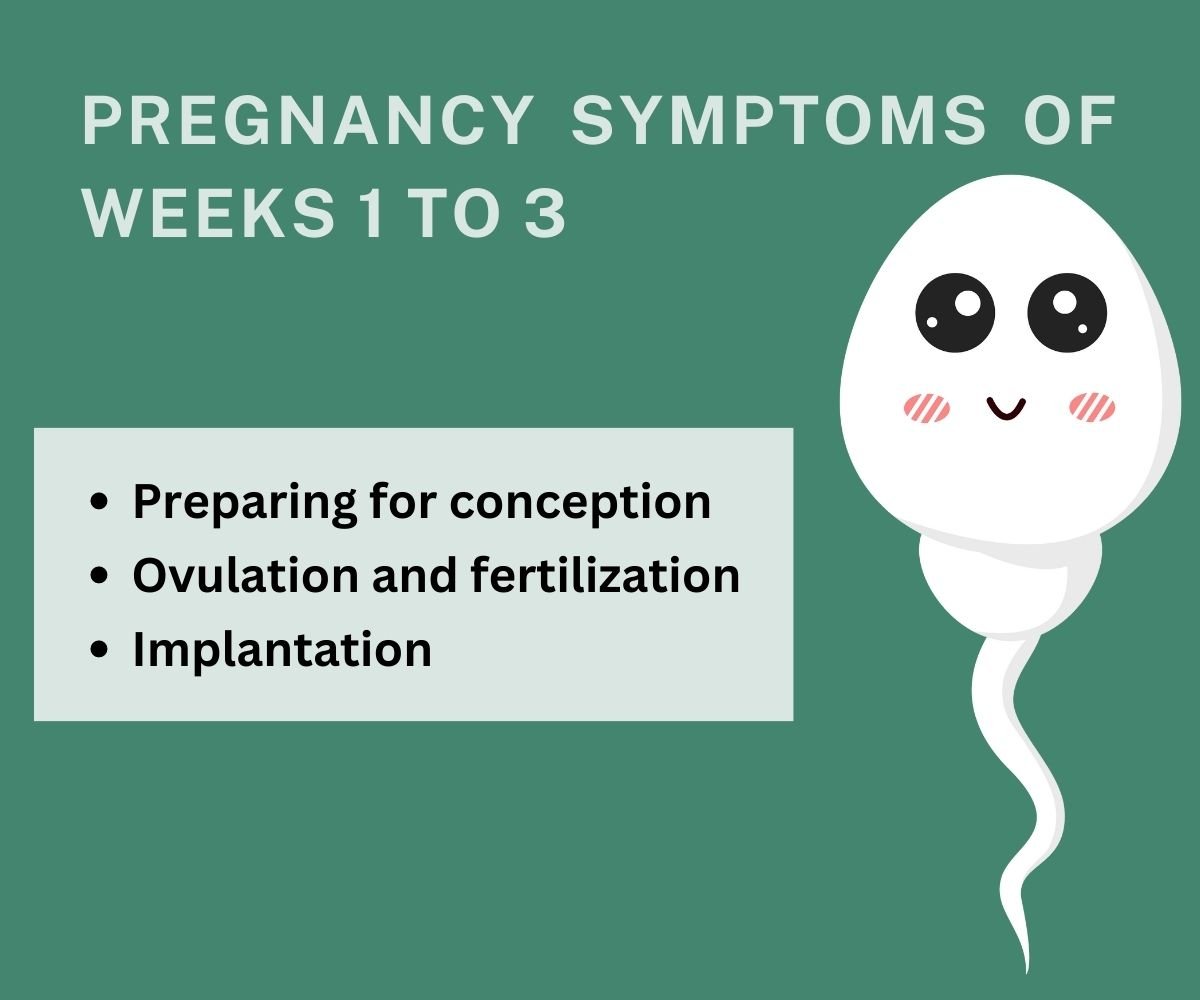 pregnancy symptoms of week 1-3