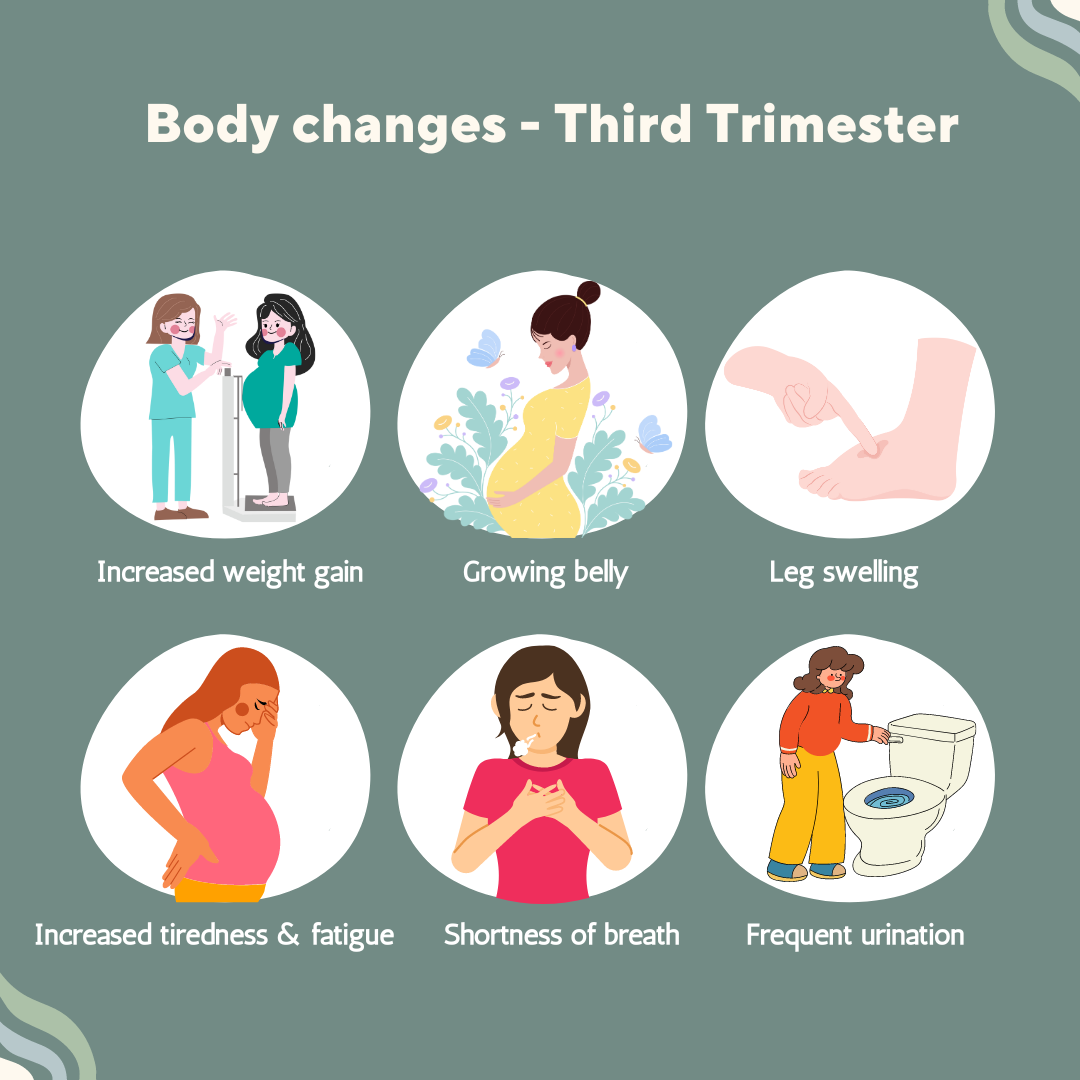 Body changes - Third Trimester
