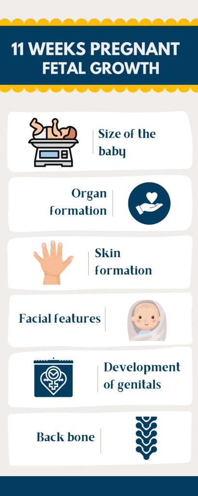 11 Weeks Pregnant: Body Changes, Symptoms, and Fetal Growth