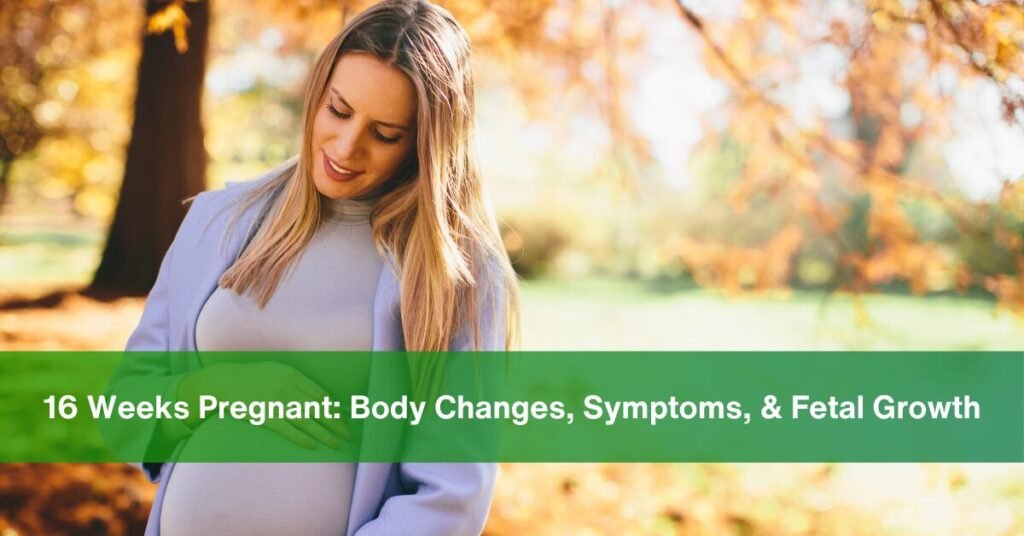 16 Weeks Pregnant - body changes, symptoms and fetal growth