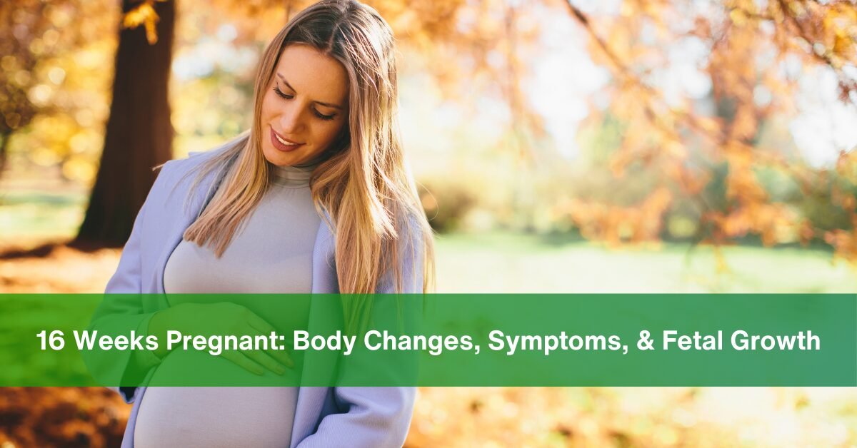 16 Weeks Pregnant - body changes, symptoms and fetal growth