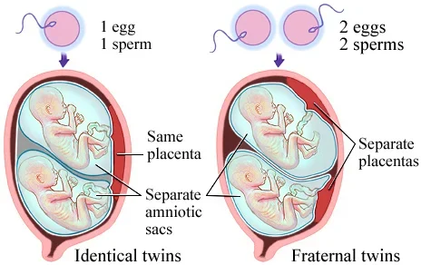 Baby Ultrasound Illustration