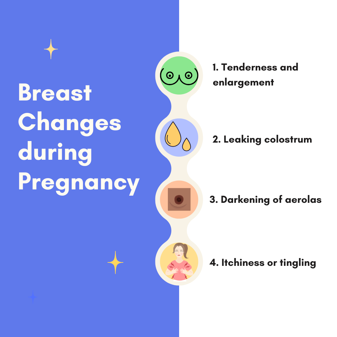 Breast Changes during Pregnancy