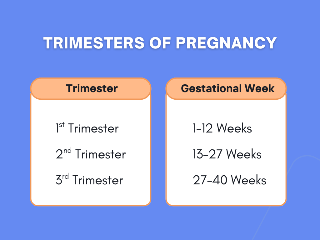 Trimesters of pregnancy - Weeks