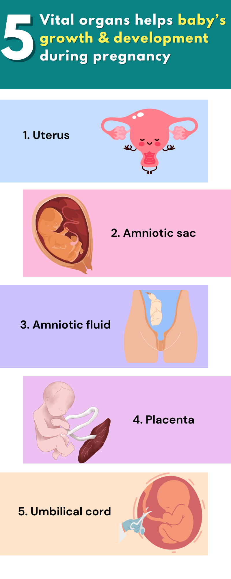 5 Vital organs helps baby’s growth & development during pregnancy