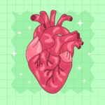 human heart