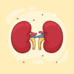 kidney