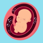 Amniotic Fluid - baby