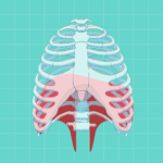 diaphragm
