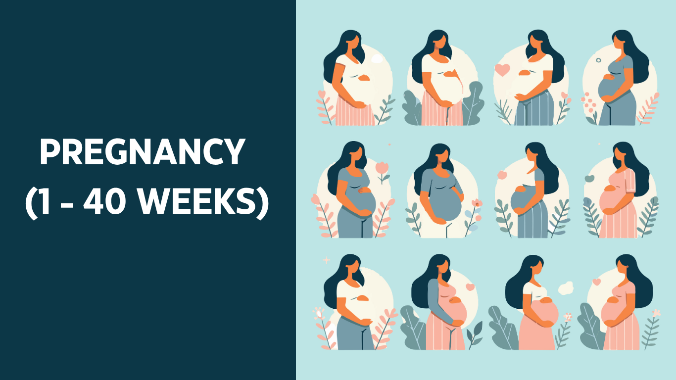 PREGNANCY (1 - 40 WEEKS)