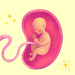 Umbilical cord