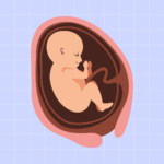 placenta