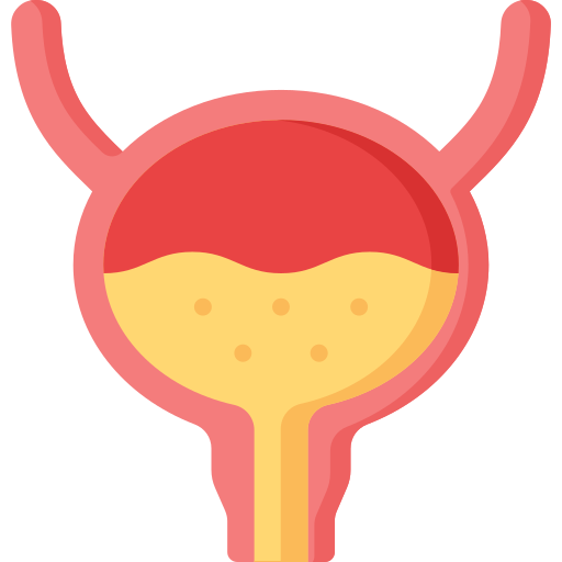 Moderately fill your bladder before the scan