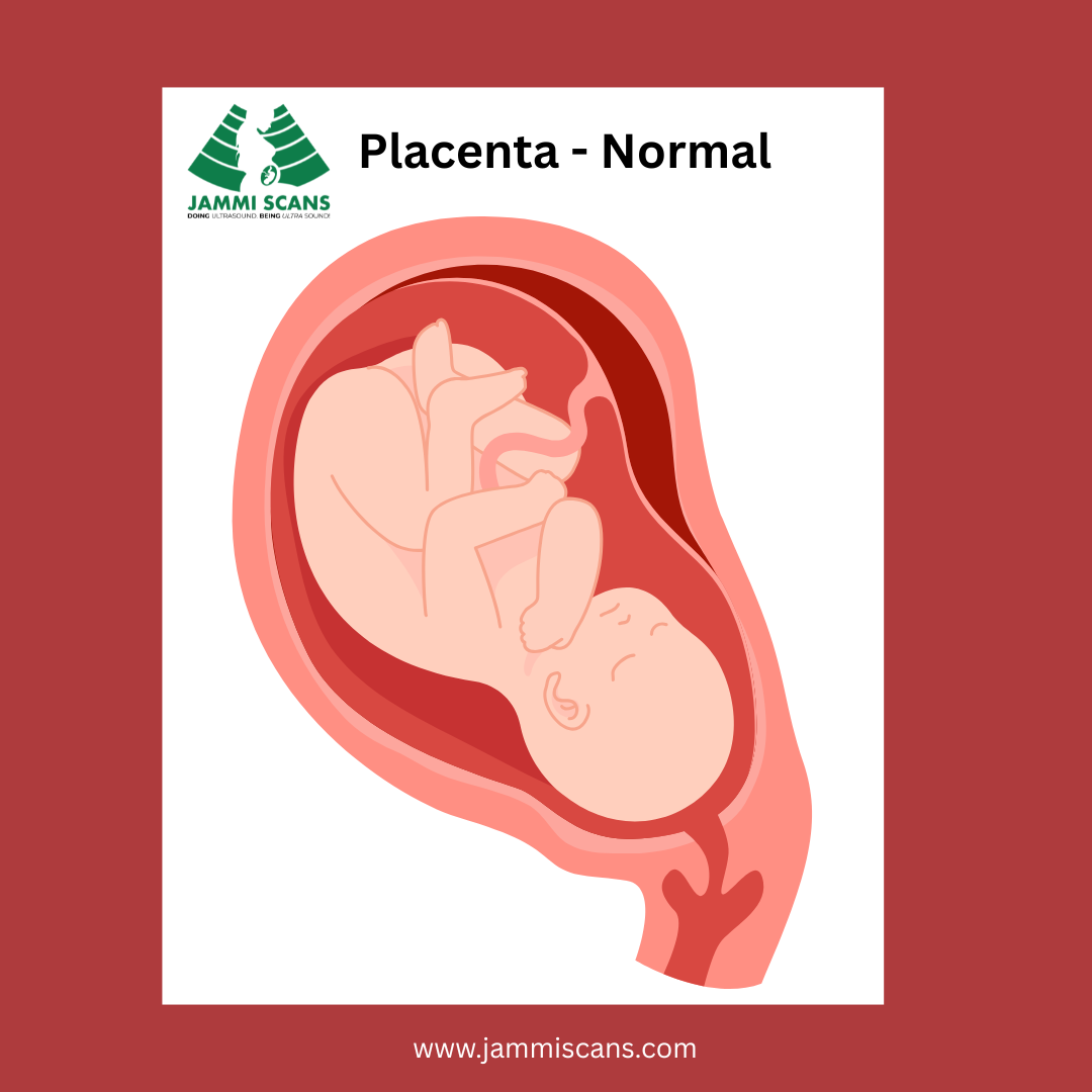 Normal Placenta