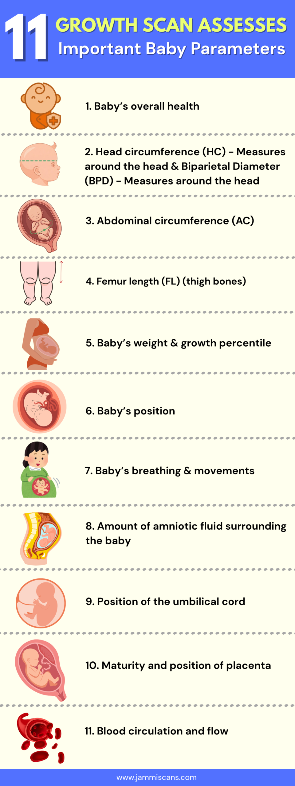 A Growth Scan assesses 11 Important Baby Parameters A Growth Scan assesses 11 Important Baby Parameters