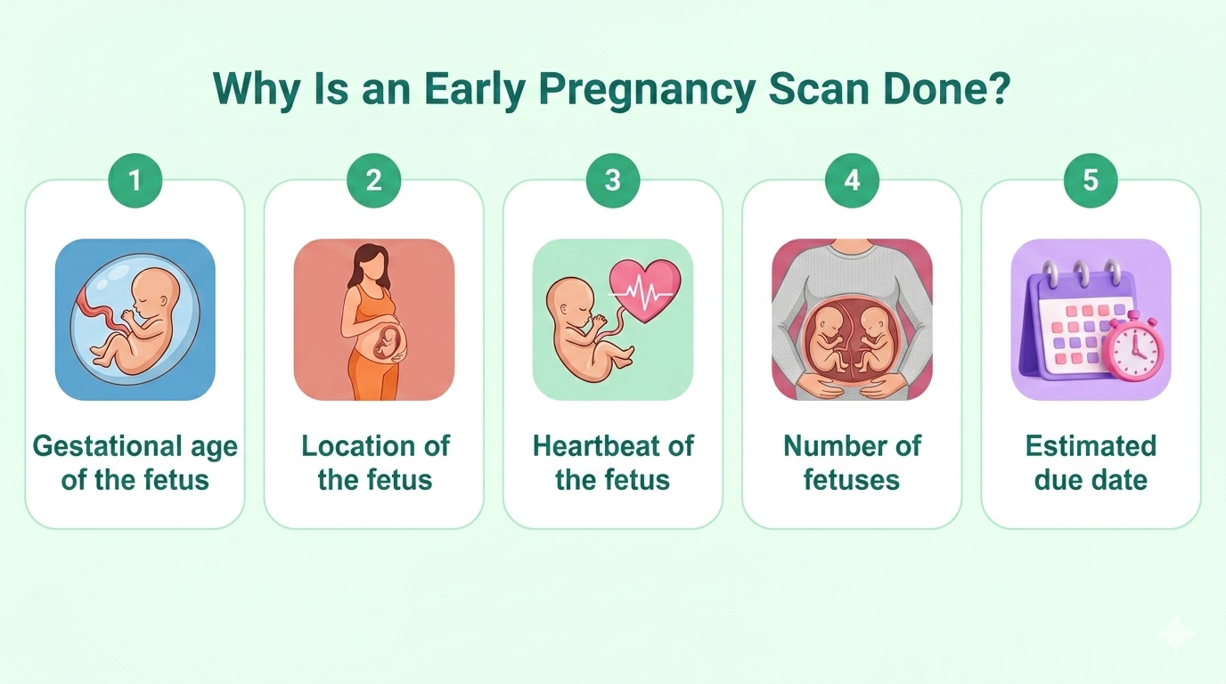 Why is an early pregnancy scan done - image
