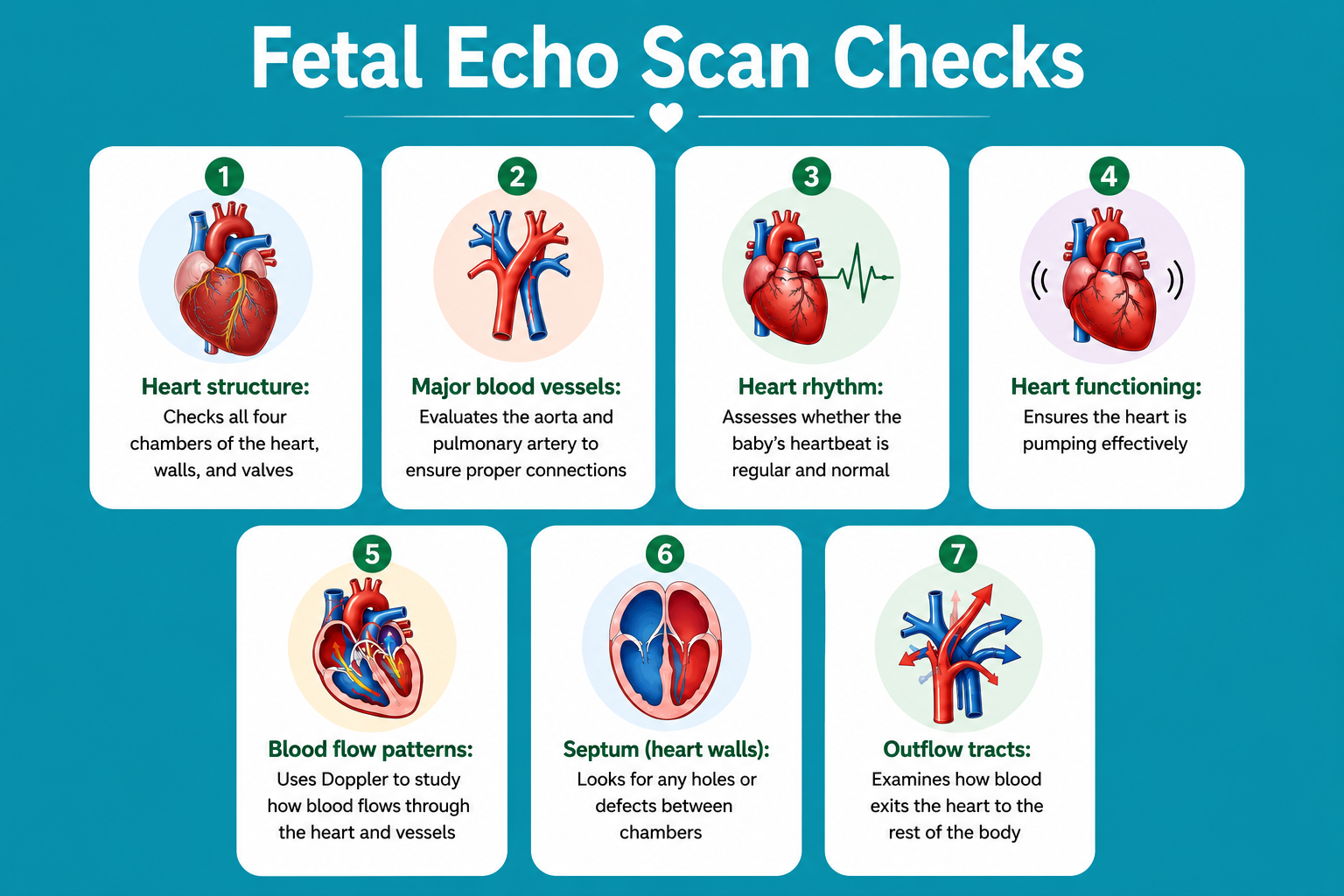 what does a fetal echo scan checks what does a fetal echo scan checks